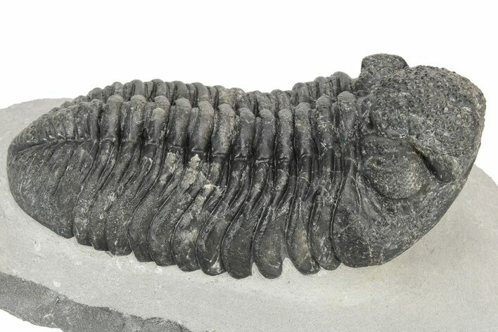 Large Phacopid (Drotops) Trilobite - Mrakib, Morocco #233835